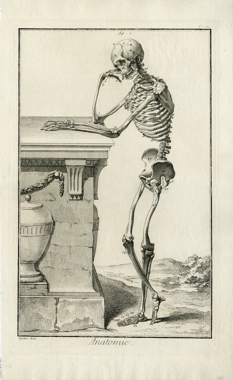 Anatomi - bir iskeletin anatomik çalışması by J.A. Defehrt