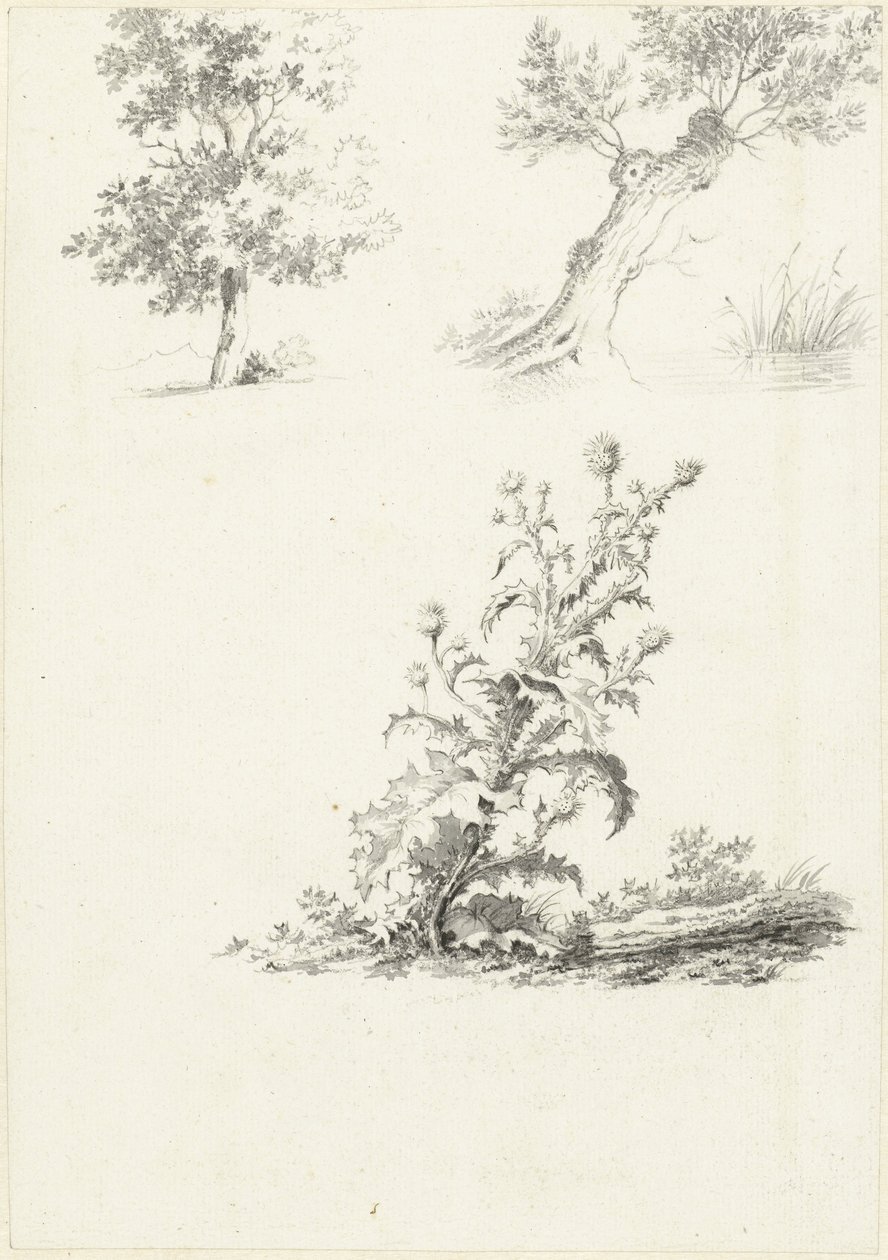Bir ağaç ve bir devedikeni üzerinde iki çalışma by J.B. Joss (attributed to)
