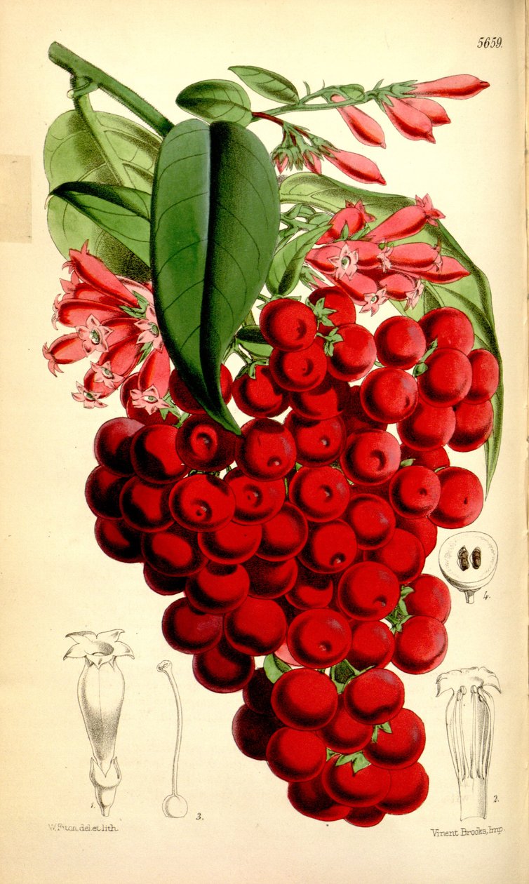 Cestrum elegans by J.D.Hooker