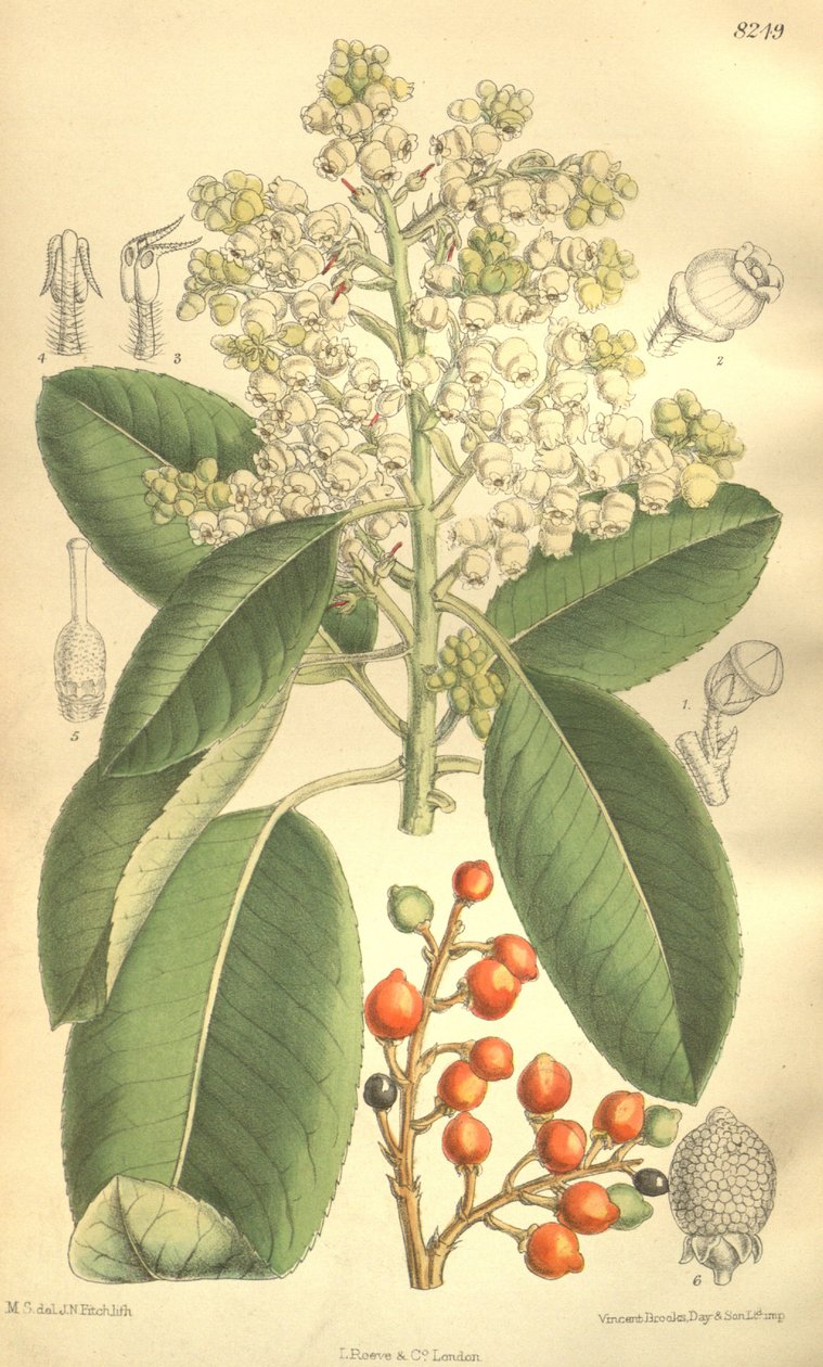 koca koca menziesi by J.N. Fitch