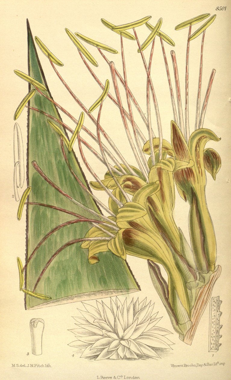 Agave warelliana, Kuşkonmazgiller, Agavoideae by J.N. Fitch