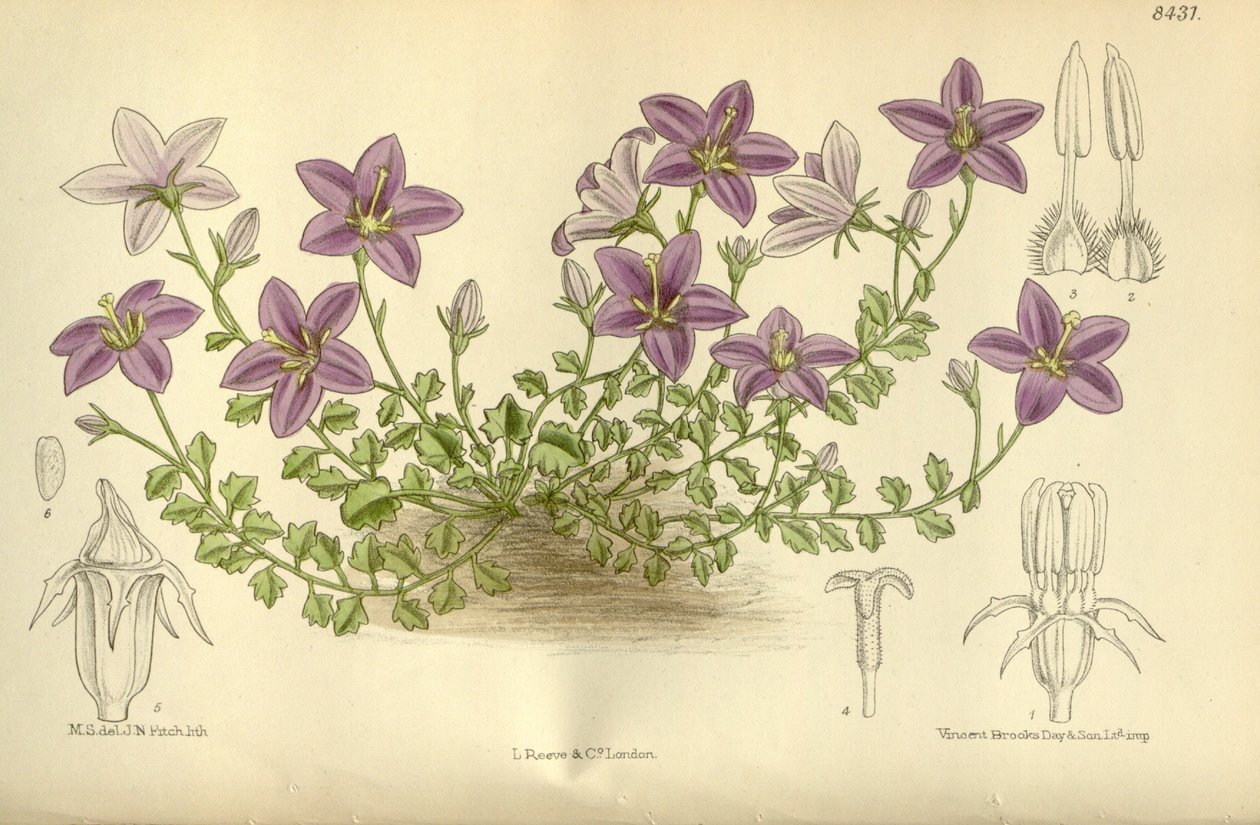 Campanula_arvatica, Campanulaceae by J.N. Fitch