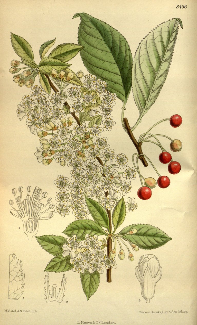 Prunus pensylvanica, Gülgiller by J.N. Fitch
