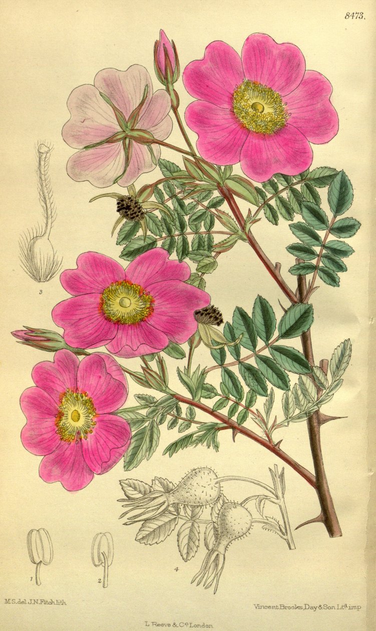 Rosa_sertata by J.N. Fitch