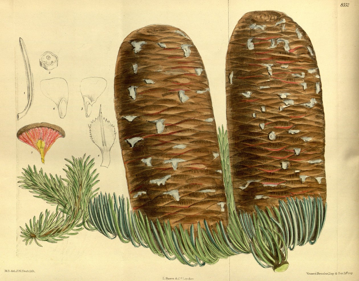 Abies magnifica, Pinaceae by J.N. Fitch