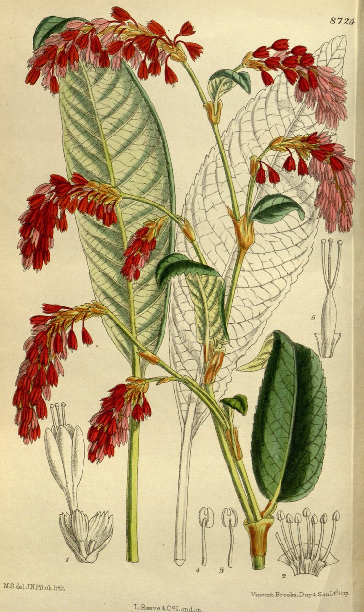 çokgen griffithii by J.N. Fitch