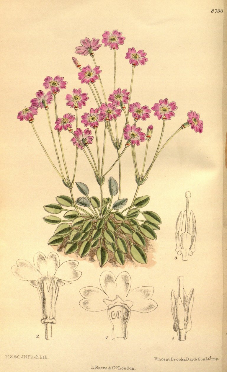 Primula tibetica, Primulaceae by J.N. Fitch
