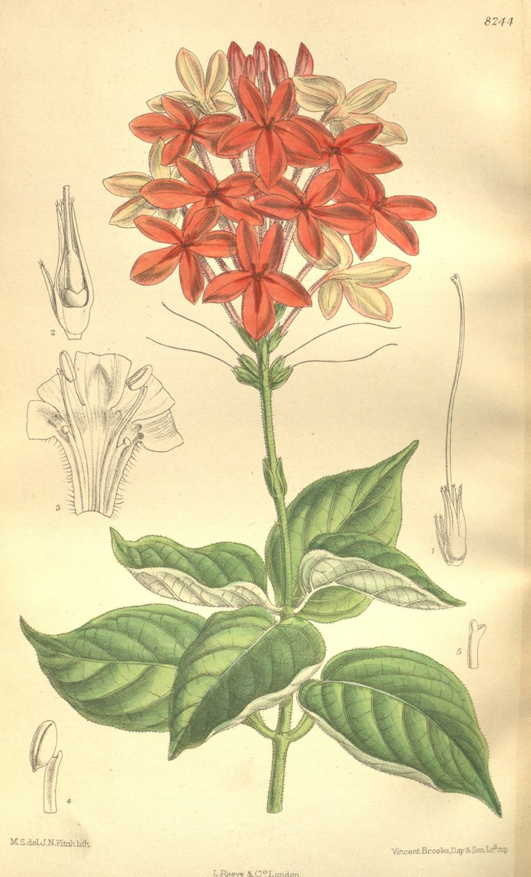 Pseuderanthemum seticalyx (= Ruspolia seticalyx), Acanthaceae by J.N. Fitch