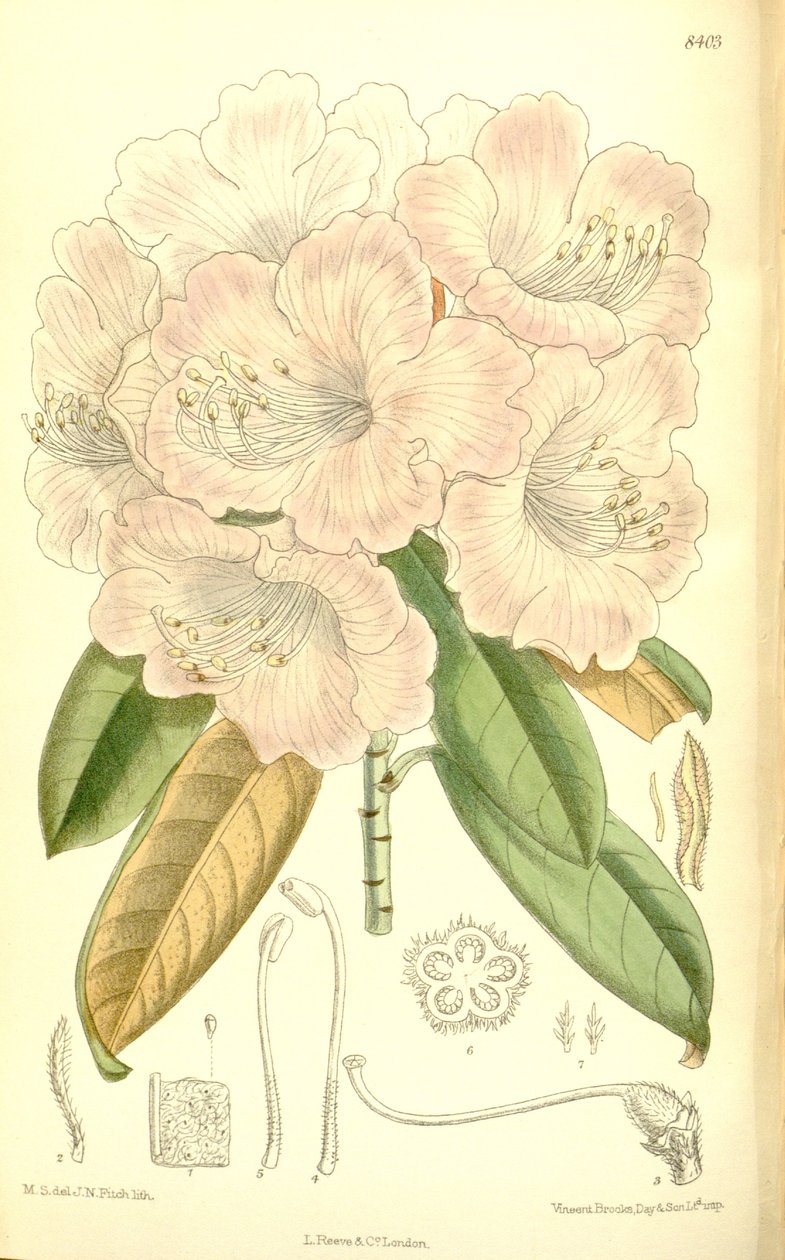 ormangülü japonicum by J.N. Fitch