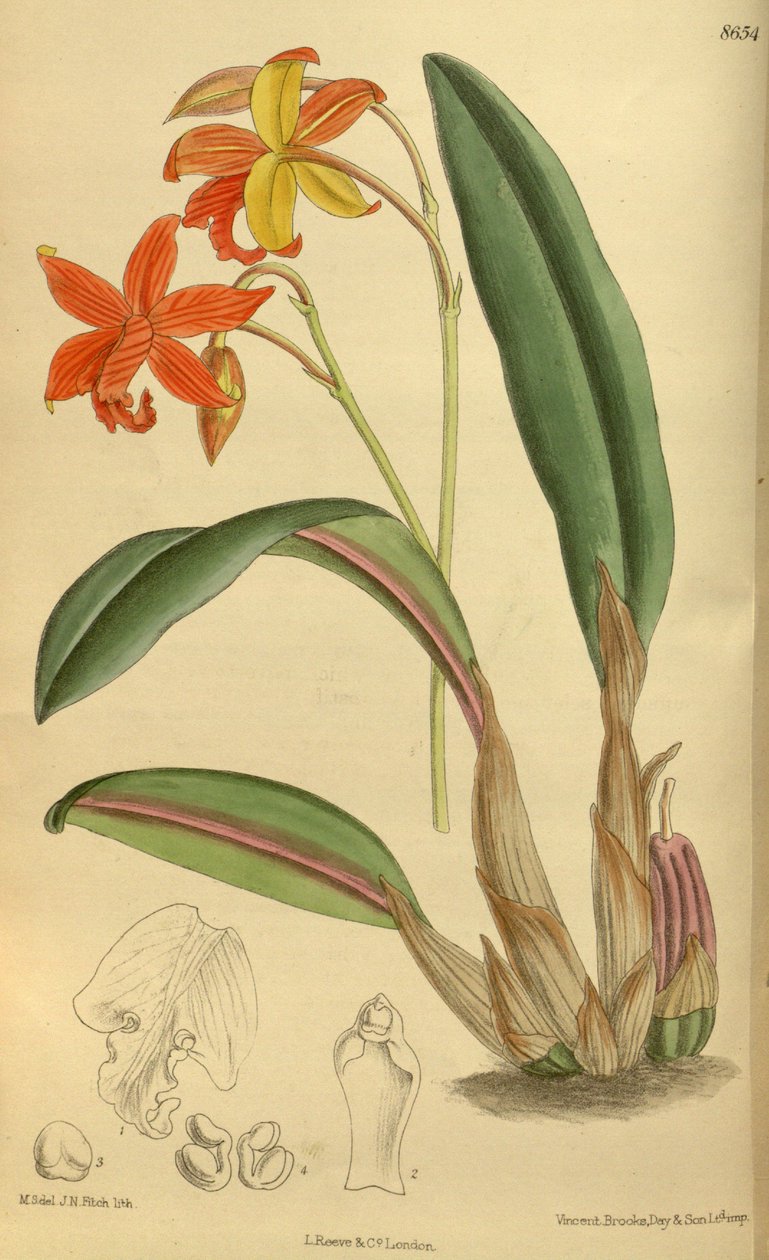 Sophrolaelia ruhu, Orkidegiller by J.N. Fitch