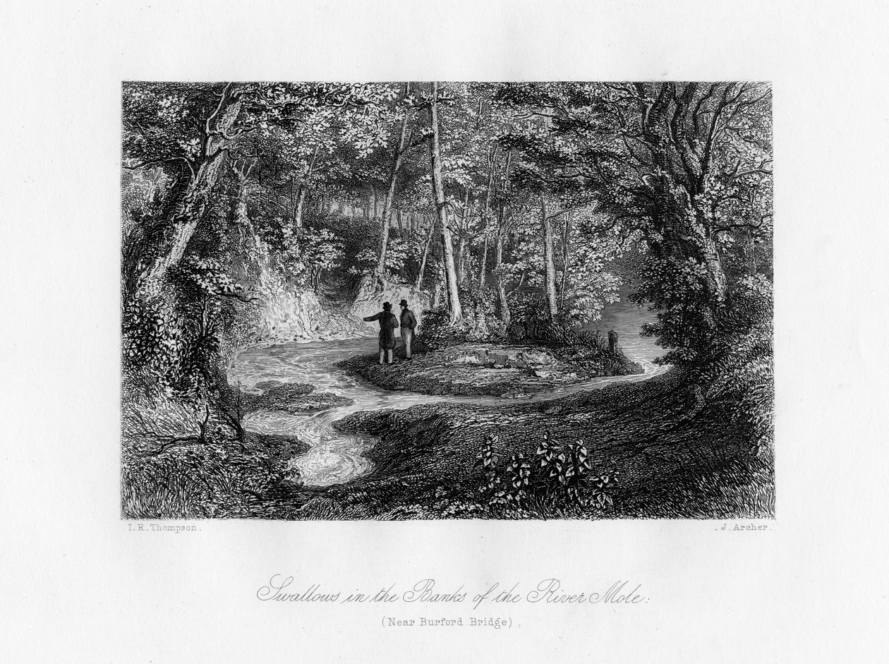 Mole Nehri Kıyısındaki Kırlangıçlar, Surrey, 19. yüzyıl by J. Archer