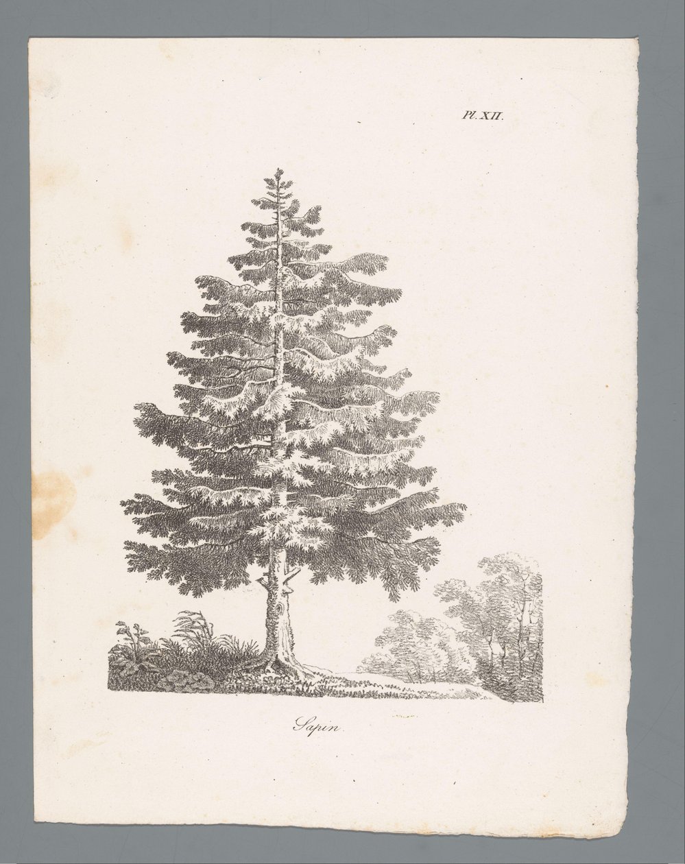 gümüş köknar Sapin (nesne üzerindeki başlık) Ağaç çalışmaları (dizi adı) Etudes d