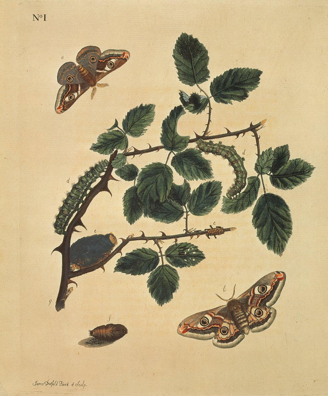 Kelebekler, Tırtıllar ve Bitkiler: Levha 1, J.Dutfield tarafından by J. Dutfield