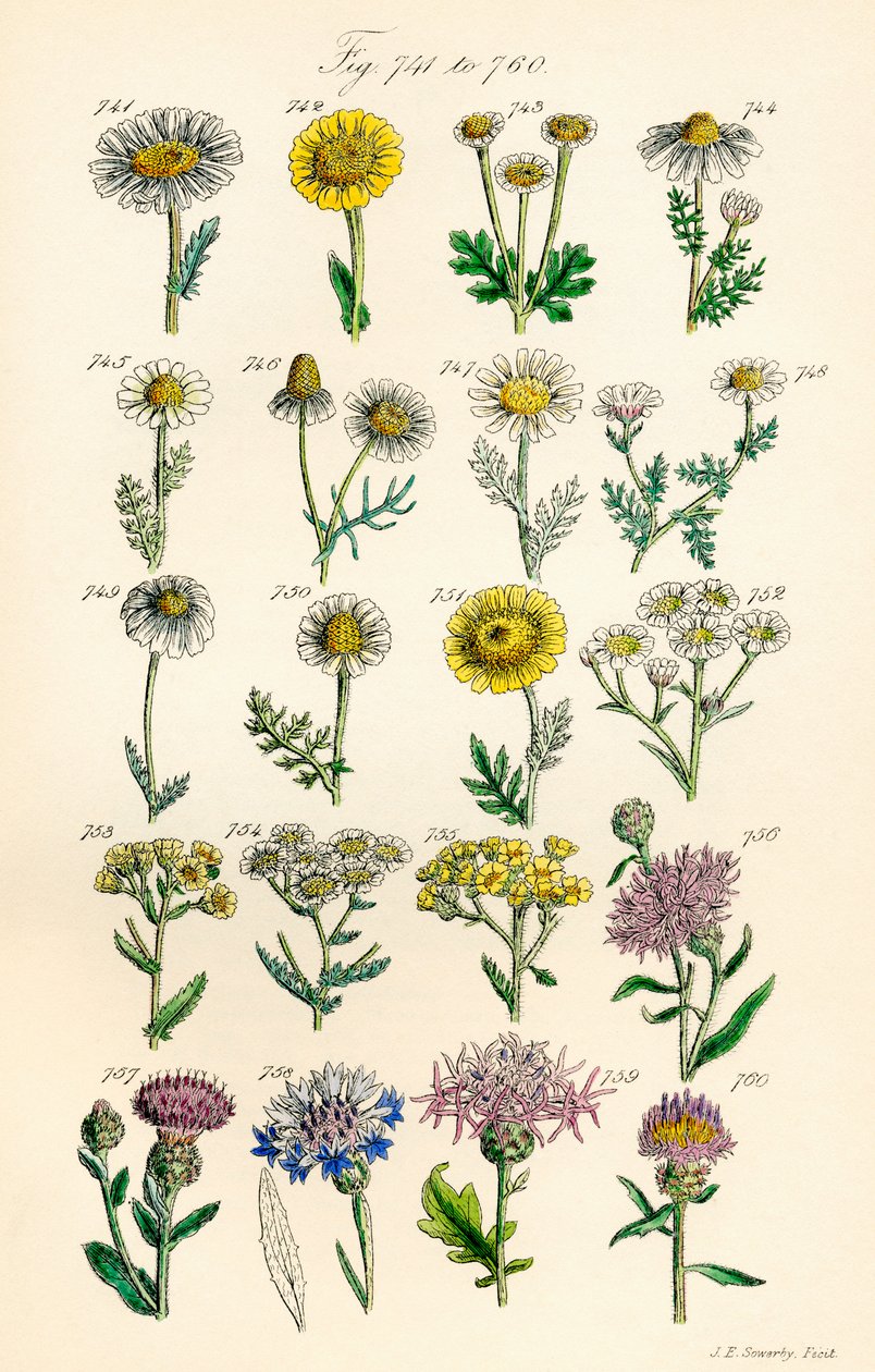 J. E. Sowerby ve C. P. Johnson