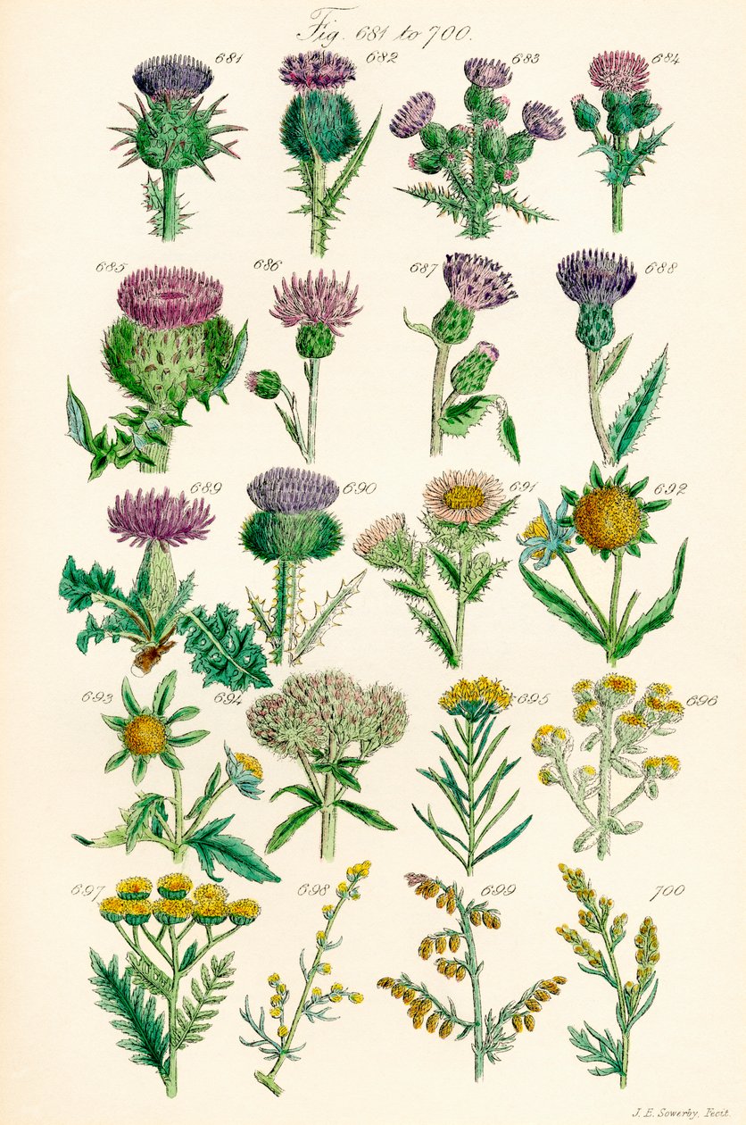 J. E. Sowerby ve C. P. Johnson