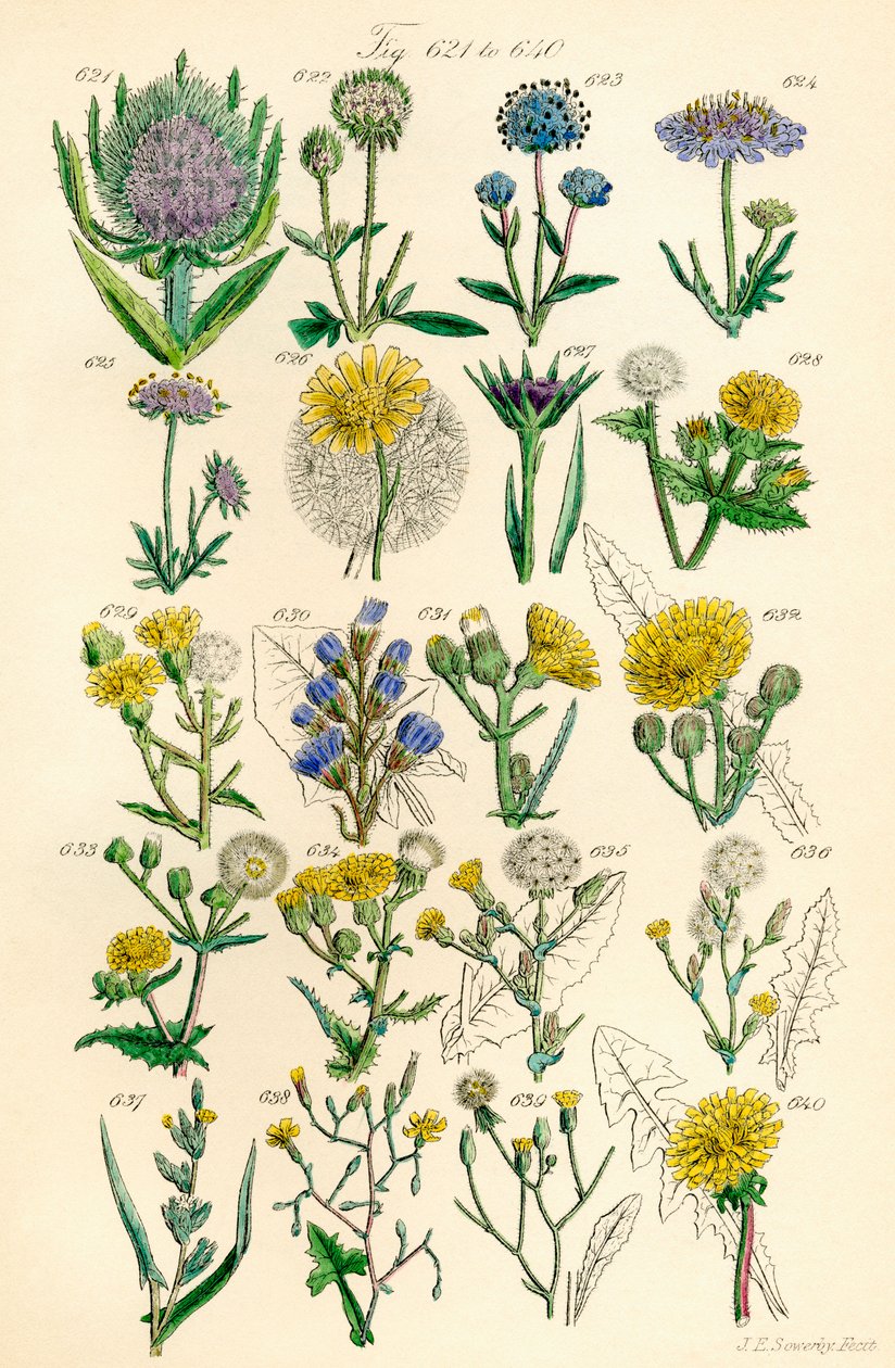 J. E. Sowerby ve C. P. Johnson