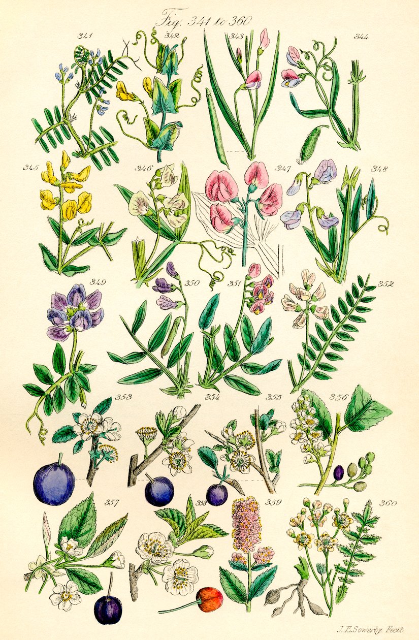 J. E. Sowerby ve C. P. Johnson