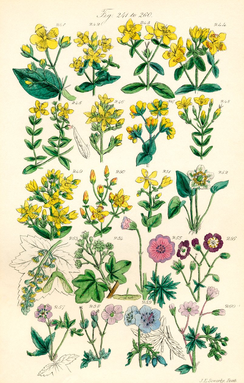 J. E. Sowerby ve C. P. Johnson