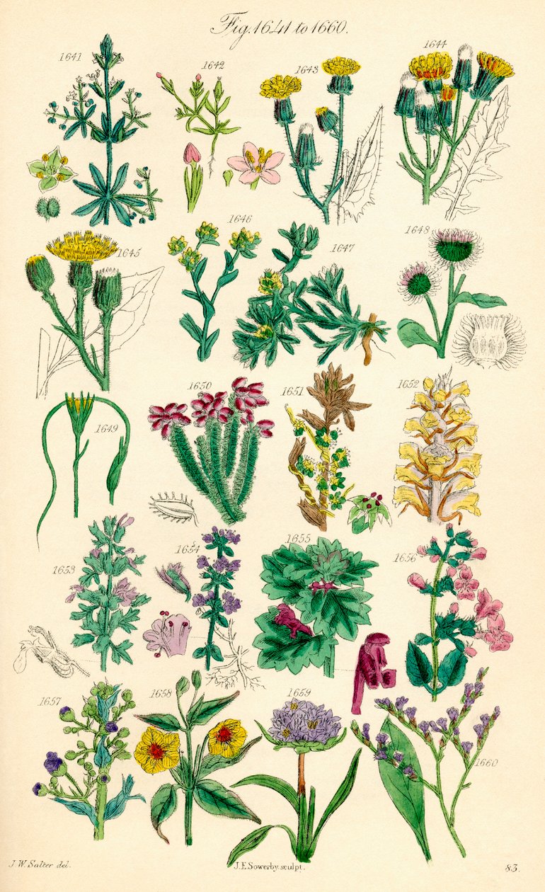 J. E. Sowerby ve C. P. Johnson