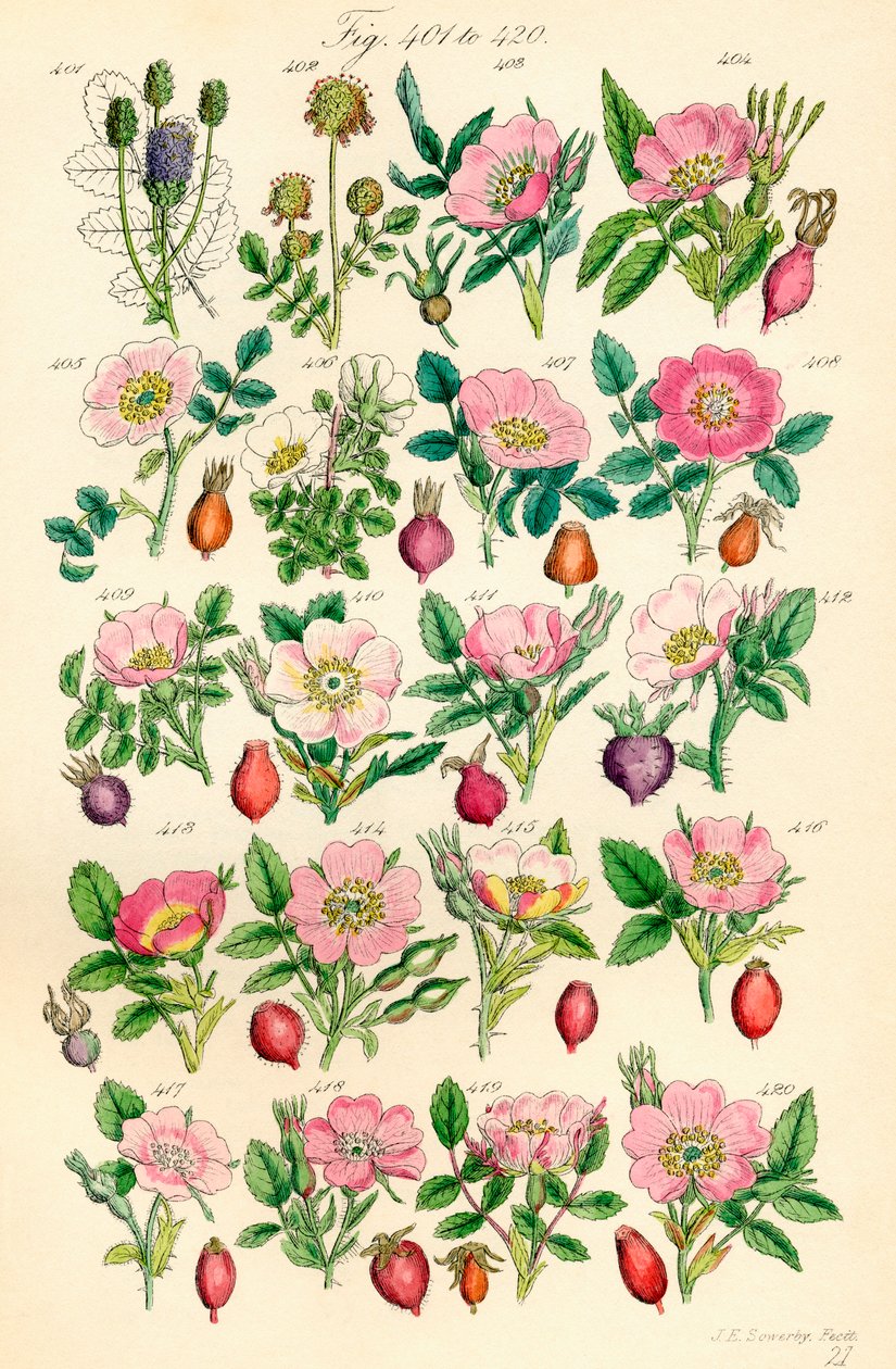 J. E. Sowerby ve C. P. Johnson
