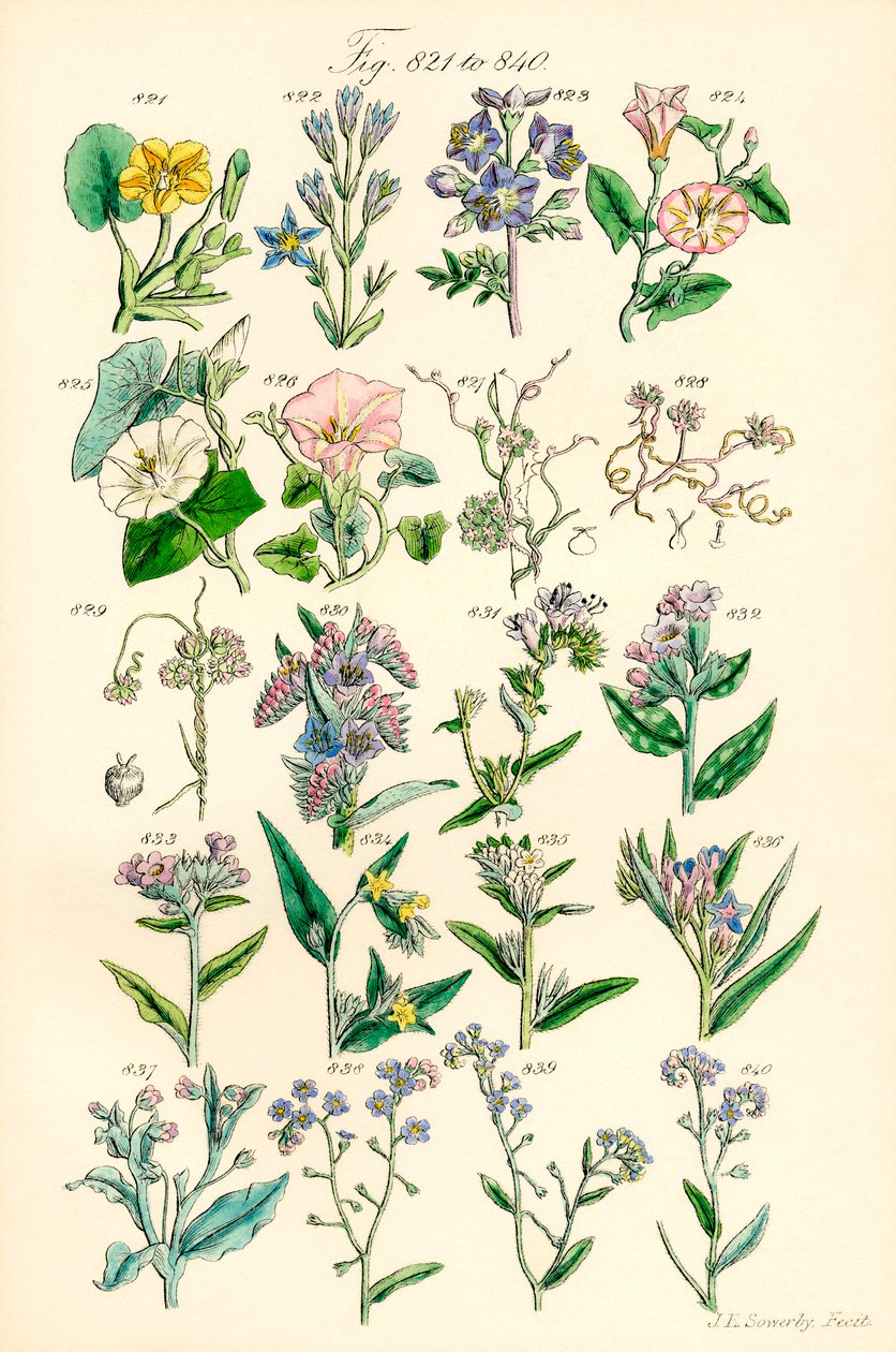 J. E. Sowerby ve C. P. Johnson