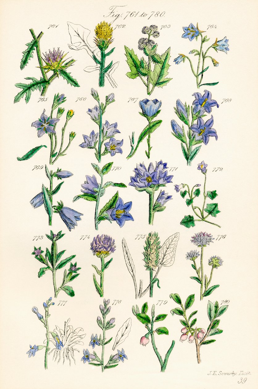 J. E. Sowerby ve C. P. Johnson