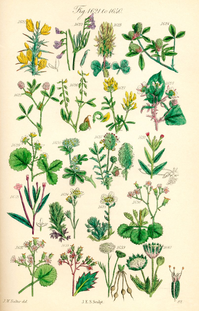 J. E. Sowerby ve C. P. Johnson