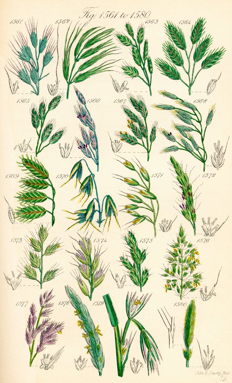 J. E. Sowerby ve C. P. Johnson