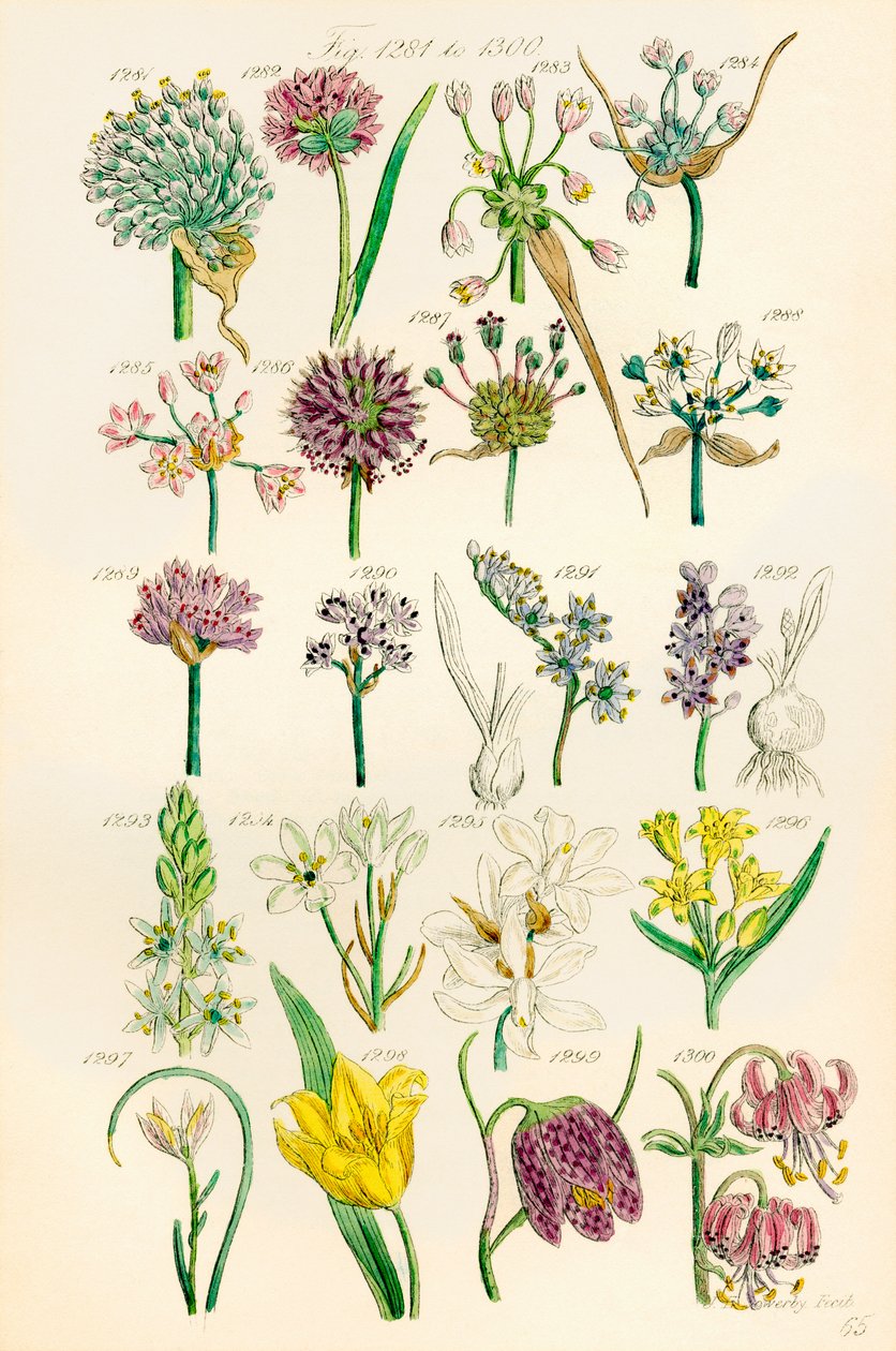 J. E. Sowerby ve C. P. Johnson