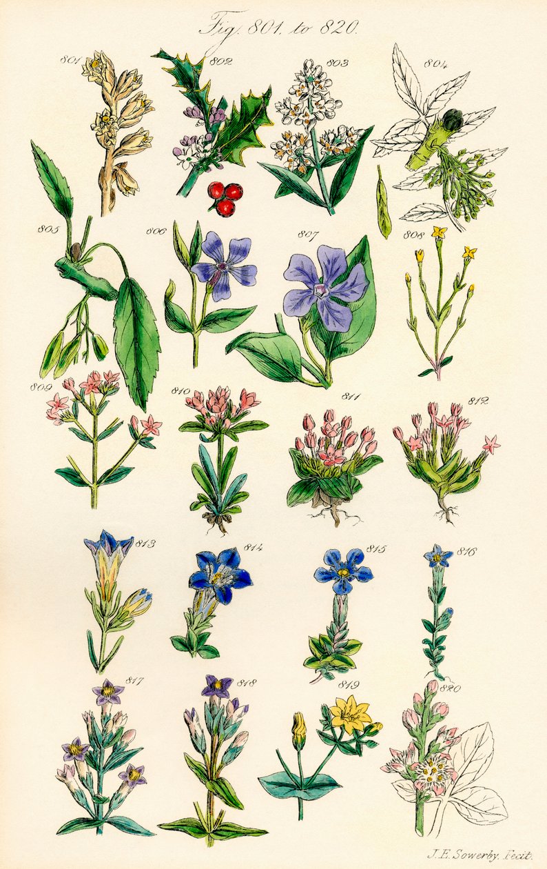 J. E. Sowerby ve C. P. Johnson