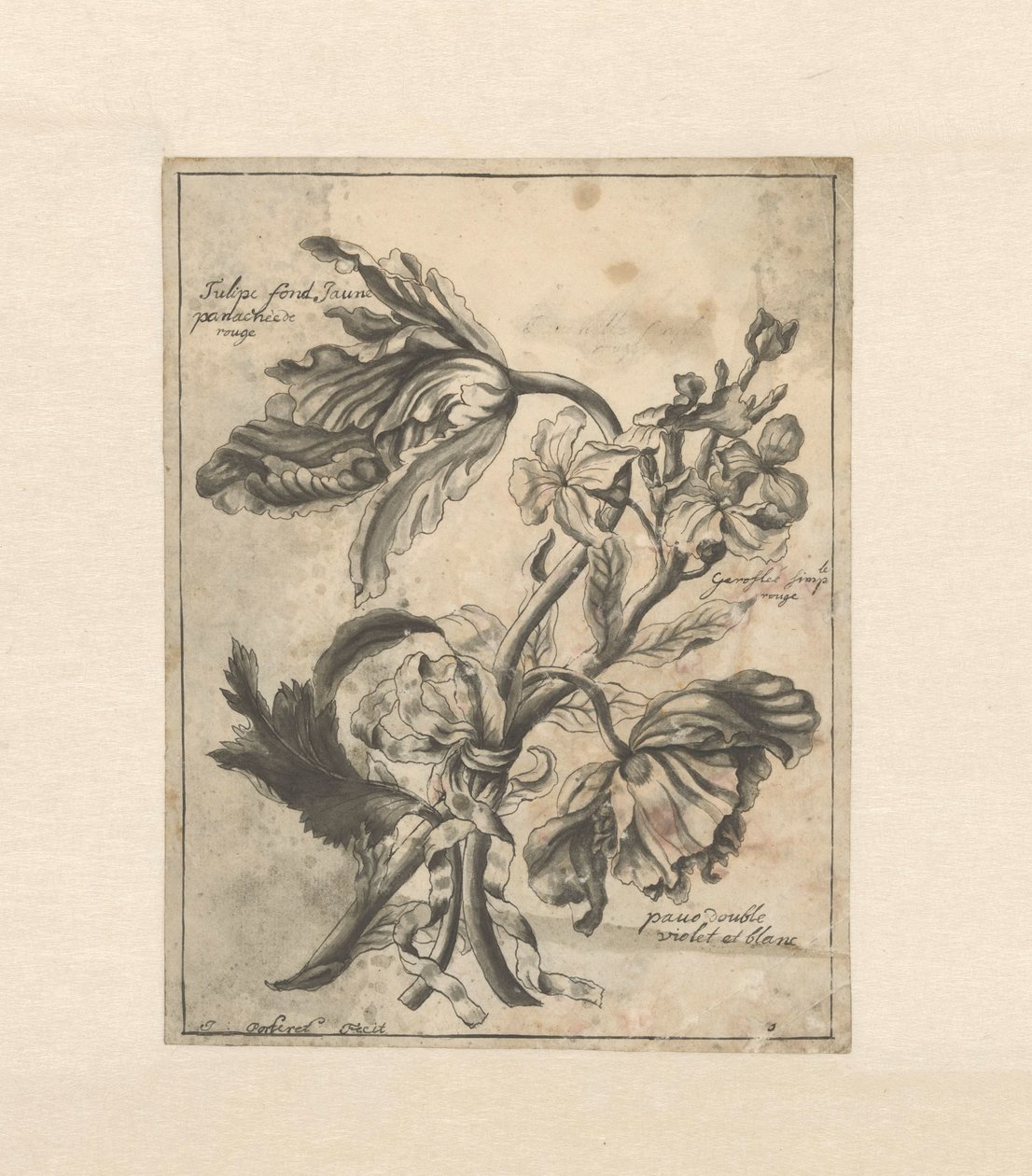 Bir kurdele ile birbirine bağlanmış çiçekler Lale düşkünü Jaune / Panachée de rouge / Giroflée basit allık / (...) double violet et blanc (nesne üzerindeki başlık) by J. Porteret