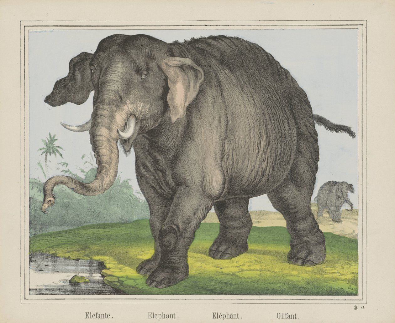 Fil. / Fil. / Fil. / Olifant (nesne üzerindeki başlık) by J. Scotti