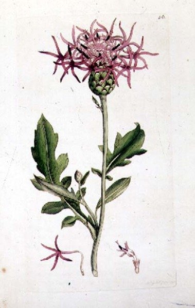 Great Knapweed, "English Botany" pub