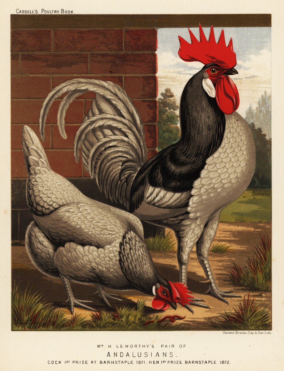 Endülüs tavukları by J. W. (after) Ludlow