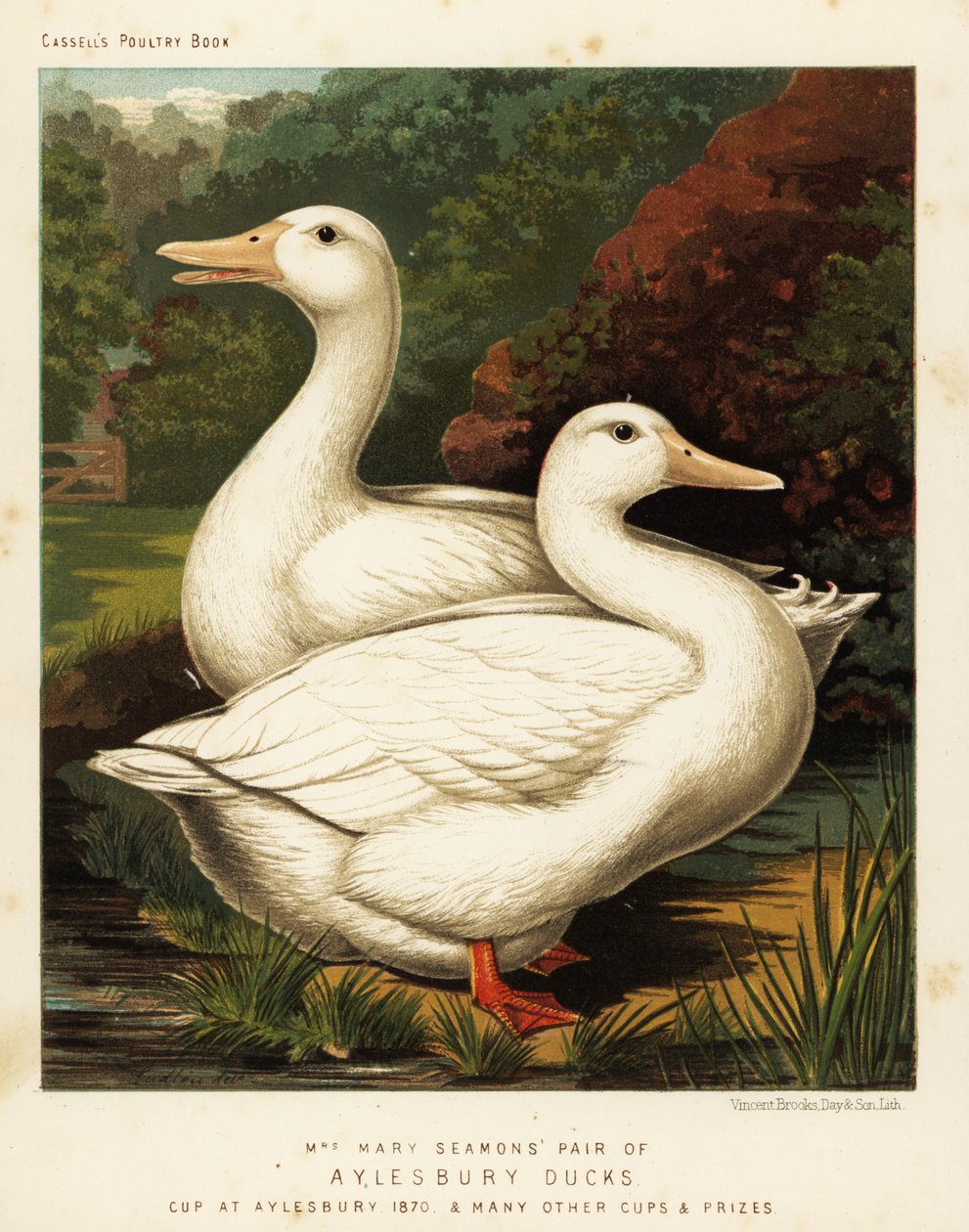 Aylesbury ördekleri by J. W. (after) Ludlow