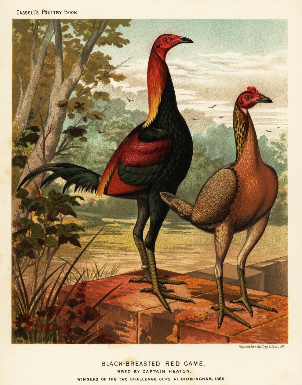 Kara göğüslü kırmızı av kuşları by J. W. (after) Ludlow
