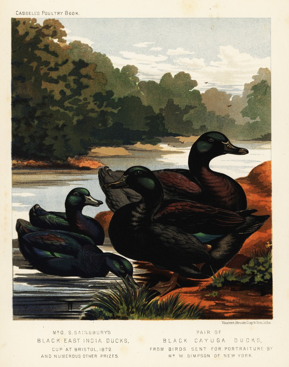 Kara Doğu Hindistan ördekleri ve siyah Cayuga ördekleri. by J. W. (after) Ludlow