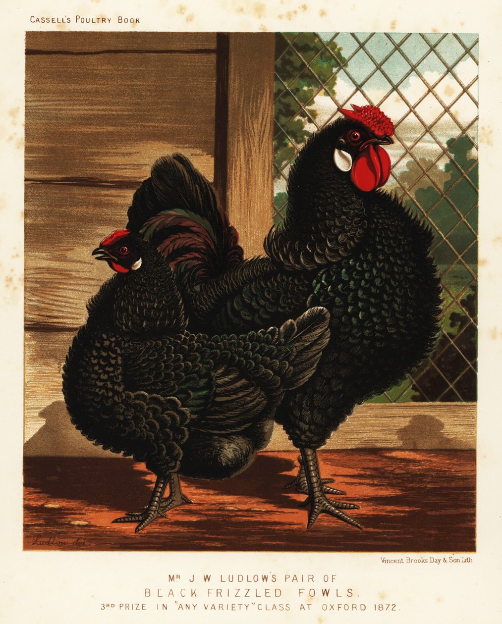 Siyah kıvırcık kümes hayvanı, horoz ve tavuk by J. W. (after) Ludlow