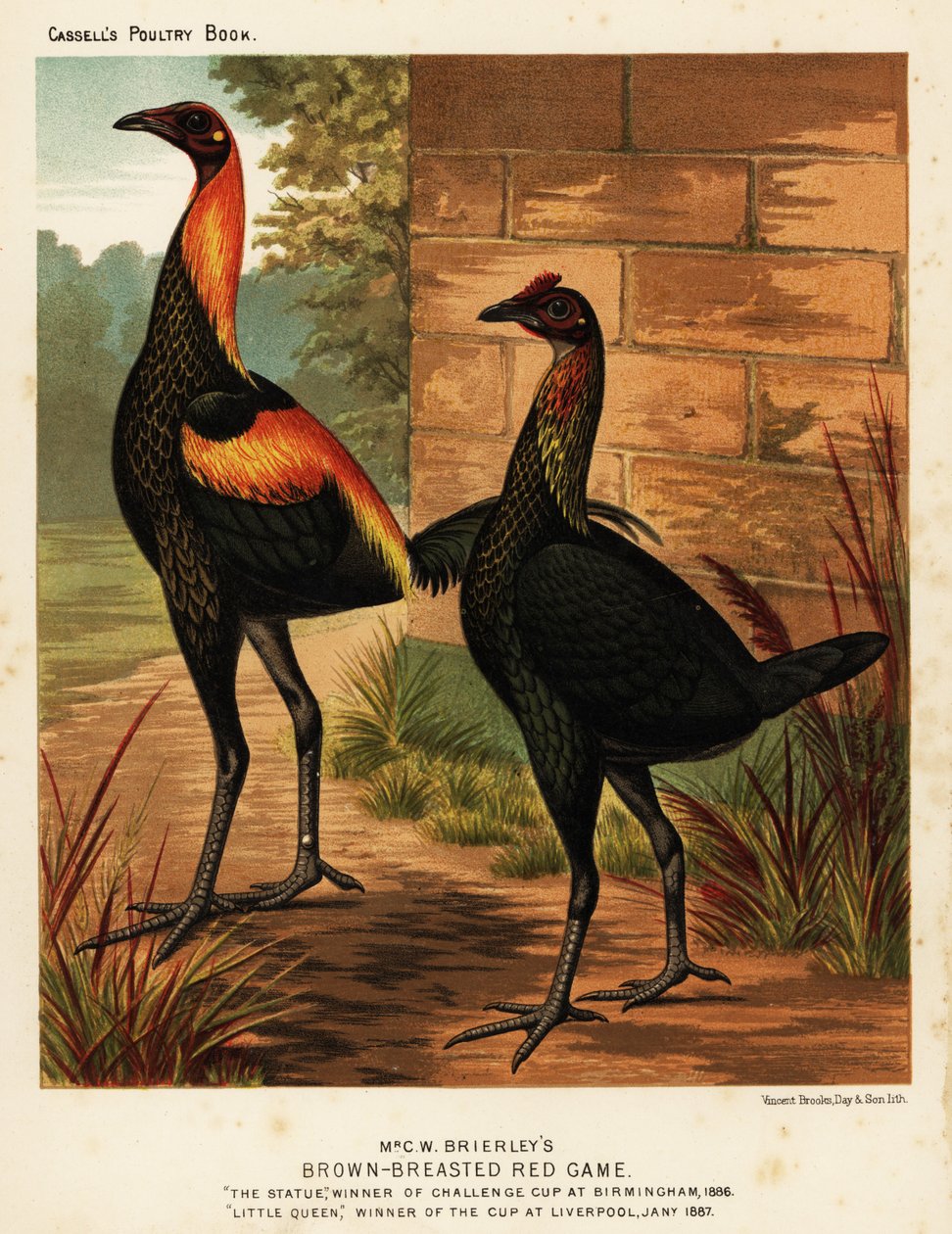 Kahverengi göğüslü kırmızı av kuşları by J. W. (after) Ludlow