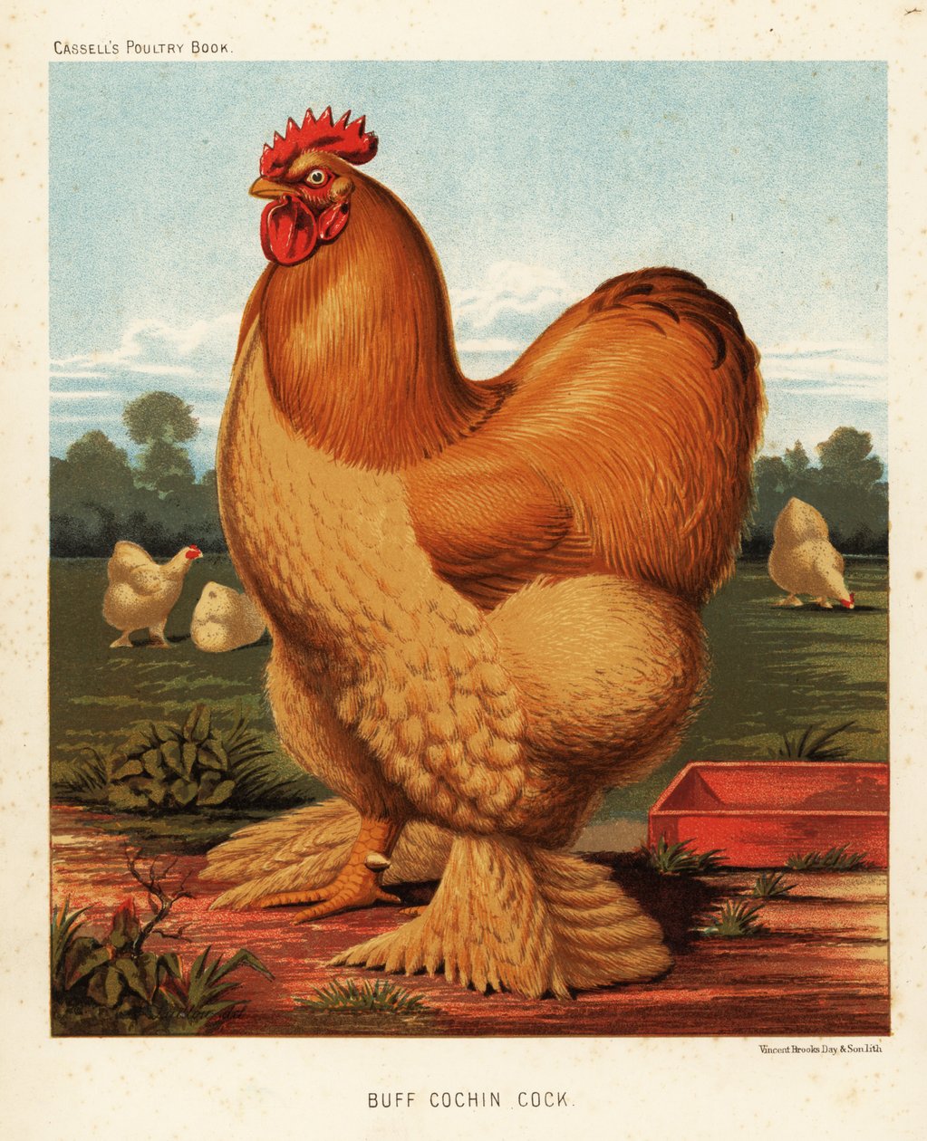 devetüyü horoz by J. W. (after) Ludlow