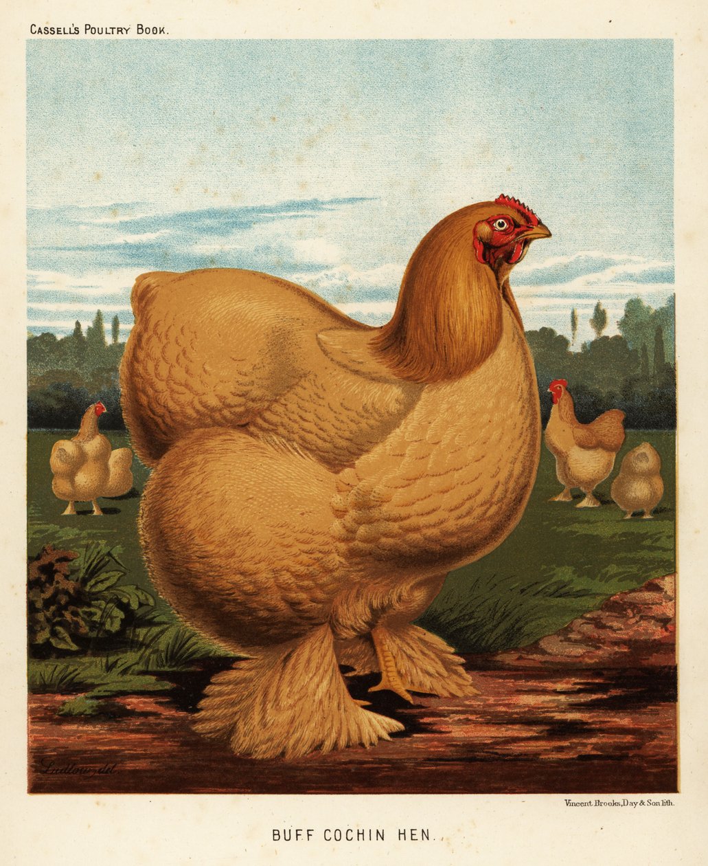 devetüyü tavuğu by J. W. (after) Ludlow