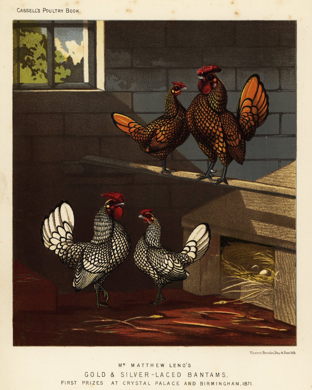 Altın bağcıklı ufak tefek ve gümüş bağcıklı ufak tefek horoz ve tavuk by J. W. (after) Ludlow