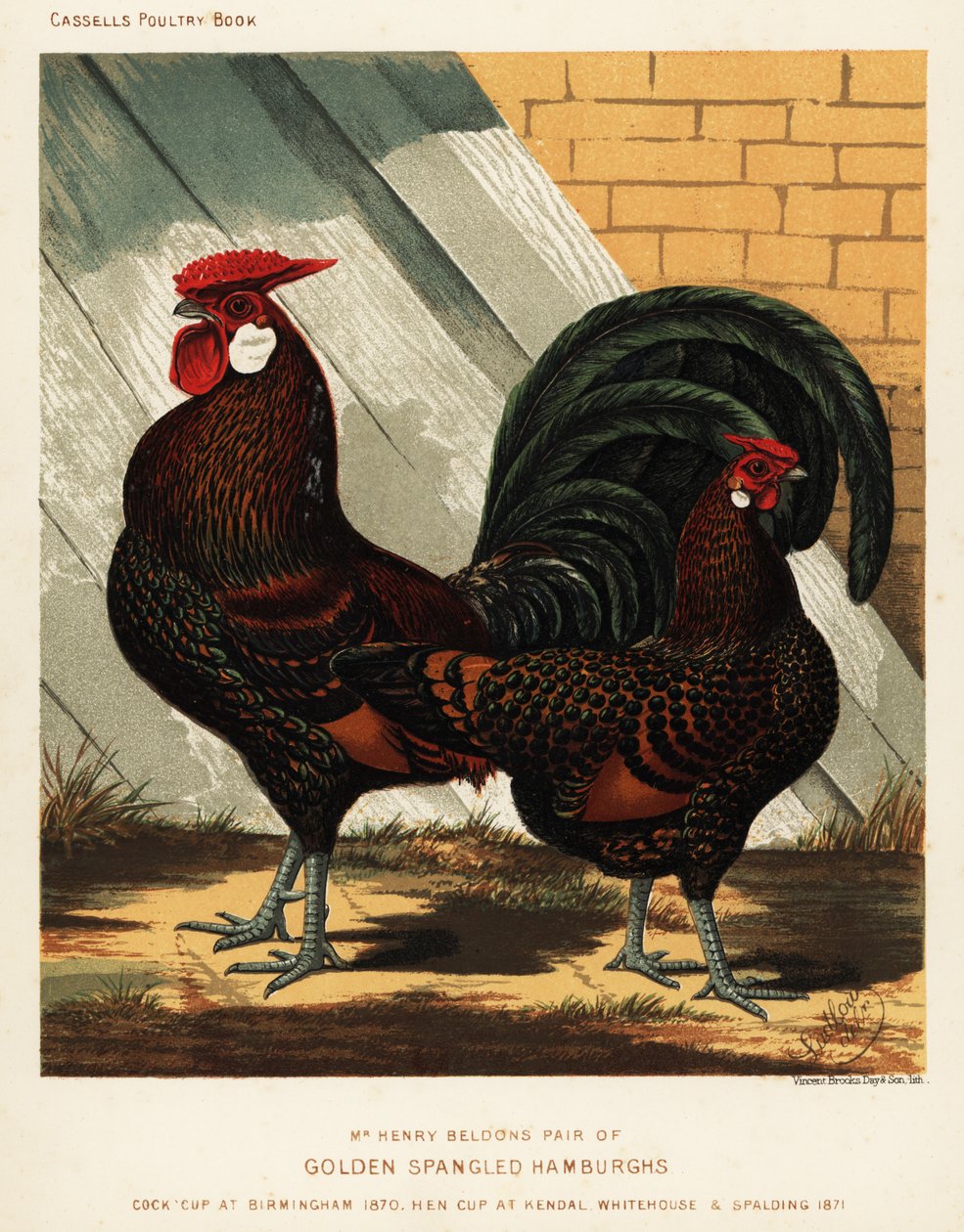 Altın püsküllü Hamburgh horoz ve tavuk by J. W. (after) Ludlow