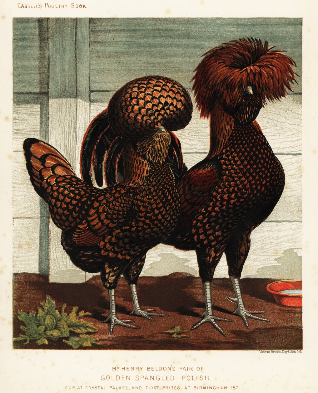 Altın püsküllü Polonyalı horoz ve tavuk by J. W. (after) Ludlow