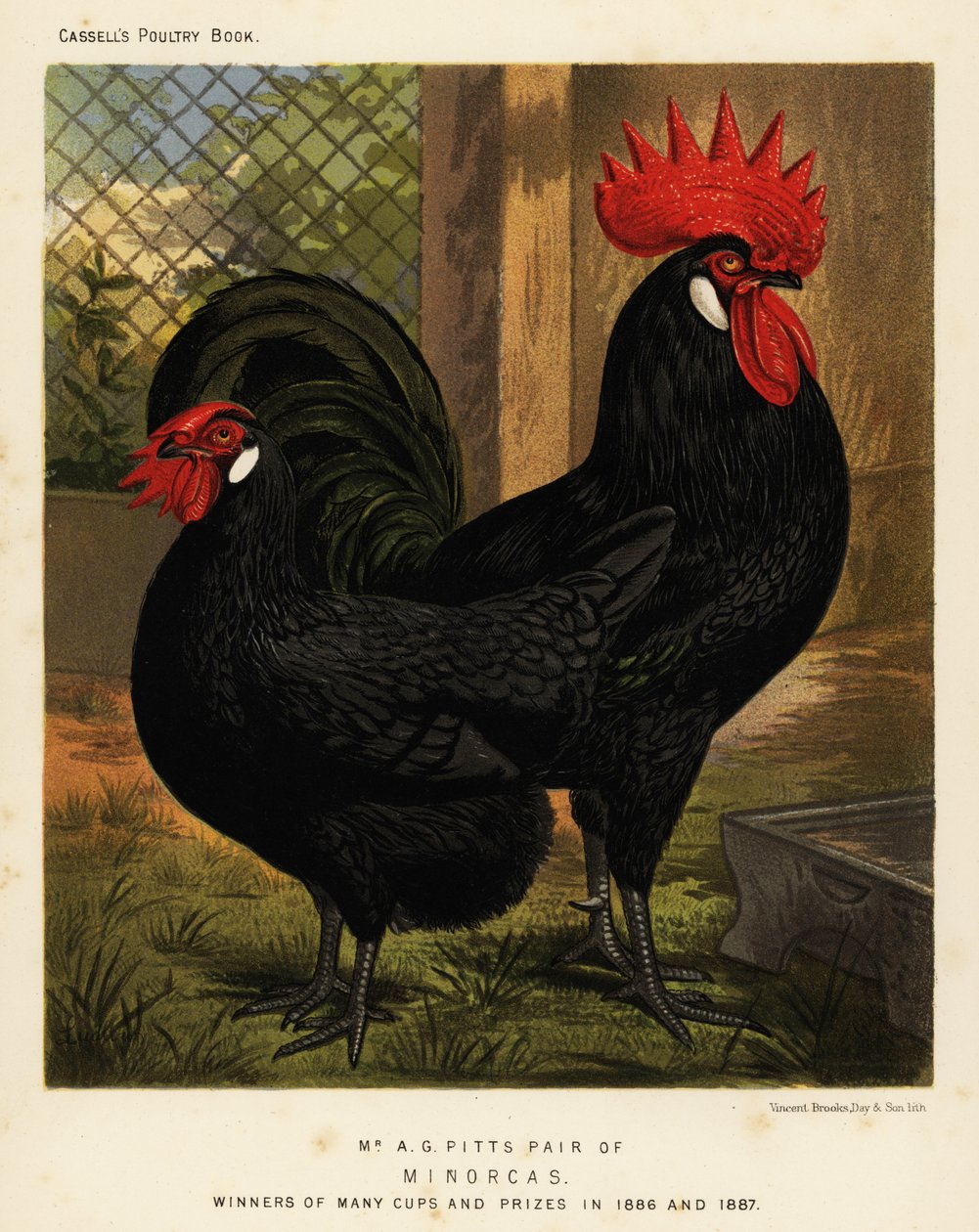 Minorka tavukları, horoz ve tavuk, Gallus gallus domesticus by J. W. (after) Ludlow
