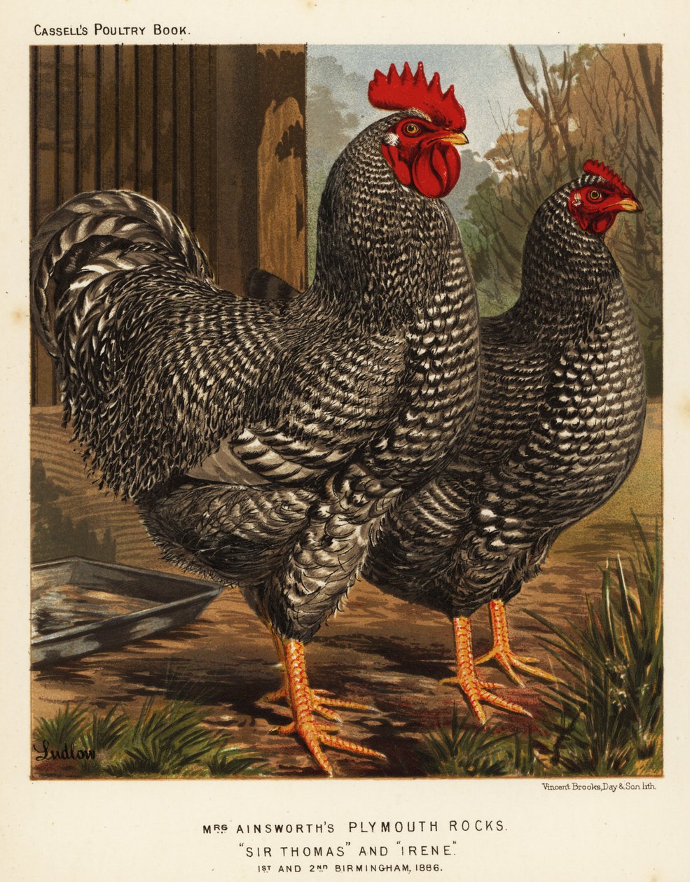 Plymouth Kayası tavukları by J. W. (after) Ludlow