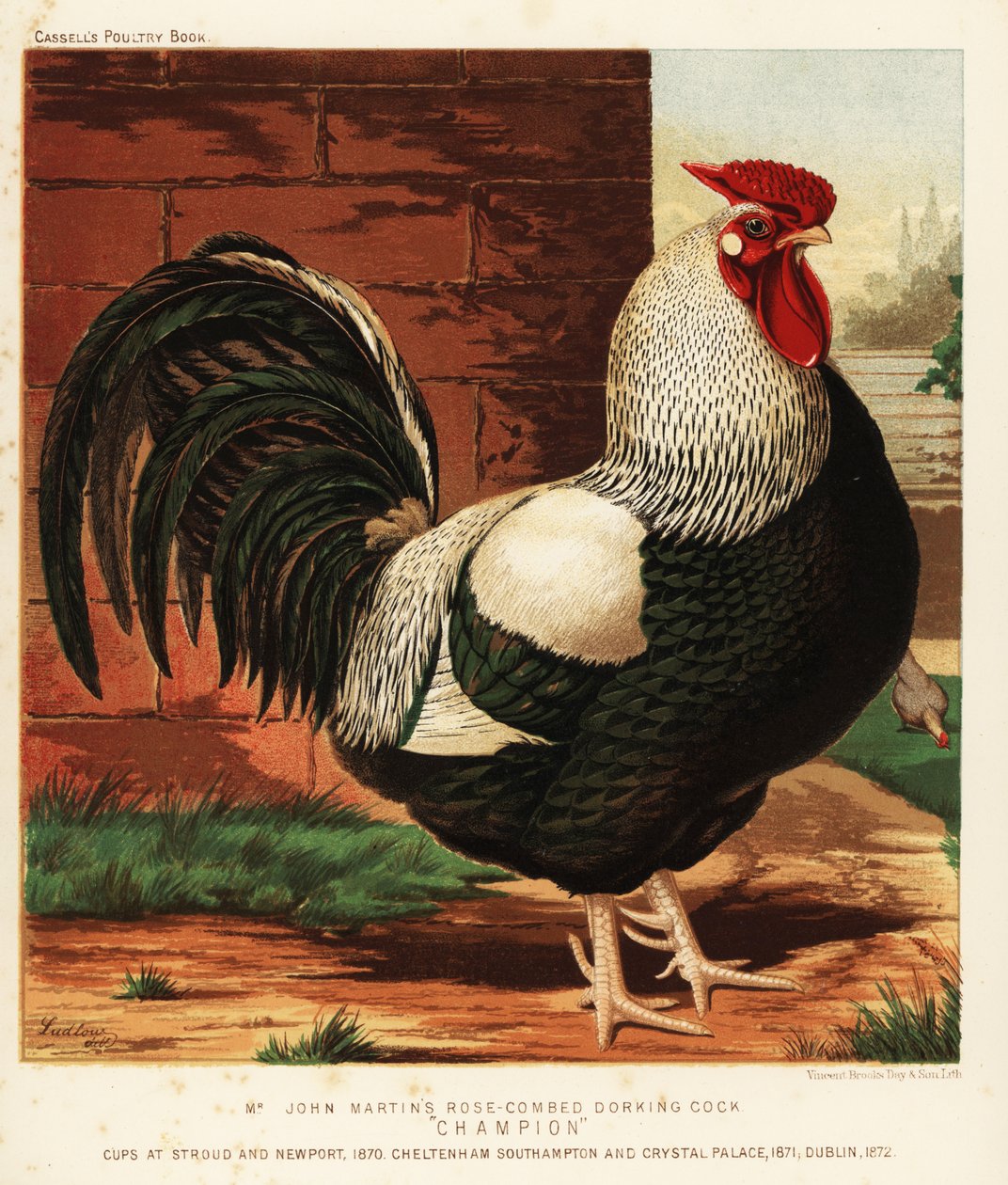Gül penye Dorking horoz by J. W. (after) Ludlow
