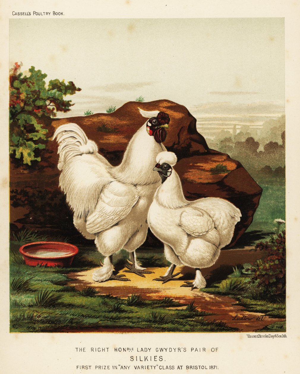 Silkie veya Silky horoz ve tavuk by J. W. (after) Ludlow
