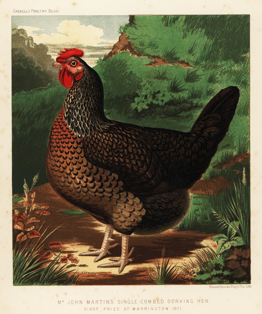 Tek penye Dorking tavuğu by J. W. (after) Ludlow