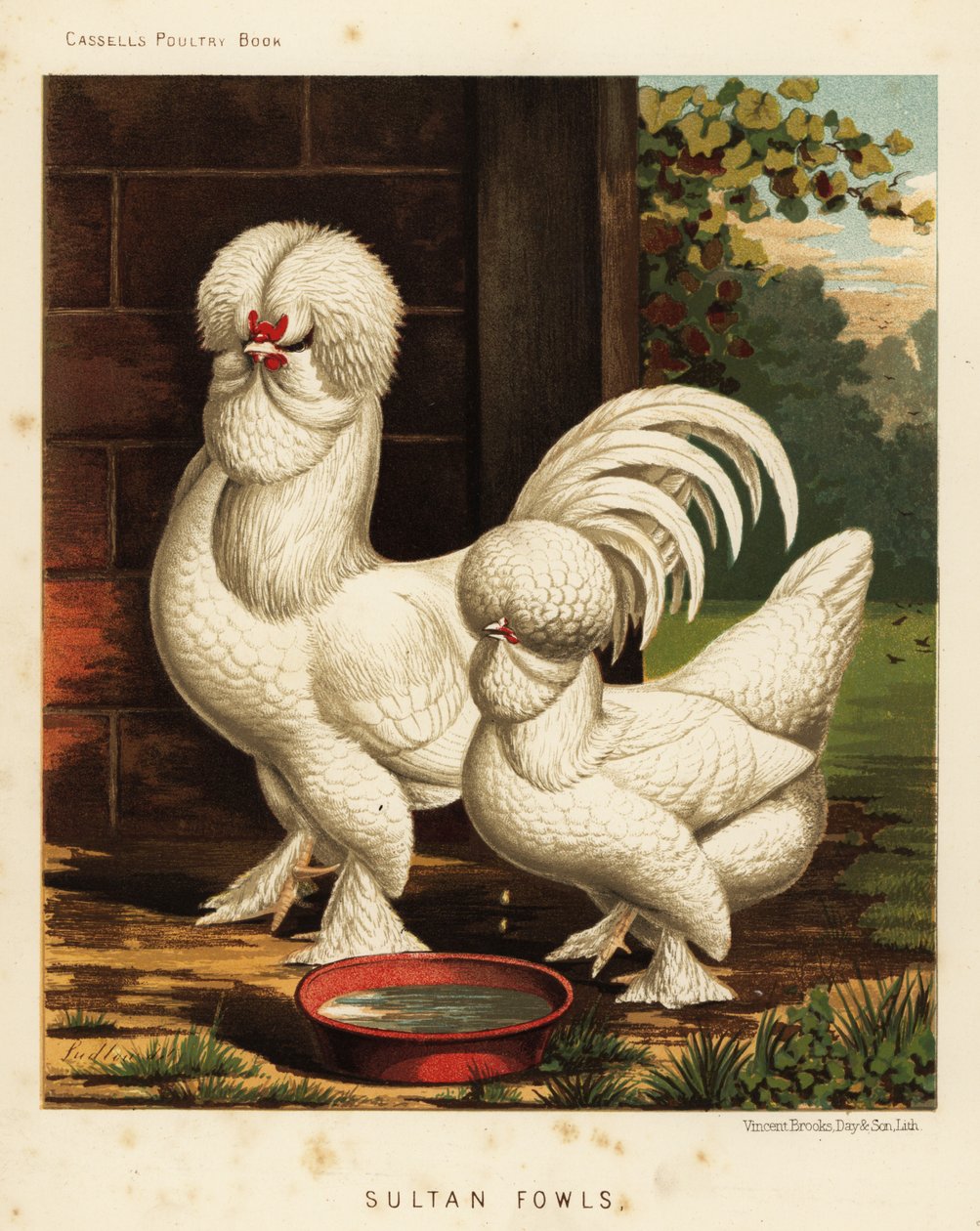 Sultan tavukları, evcil horoz by J. W. (after) Ludlow